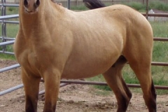 quirt left posed 9207