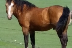 quirt left pretty 5-31-14