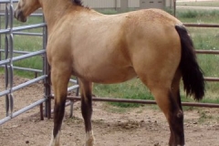 quirt left rear 9207