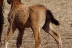 quirt left rear stepping out trot 82706