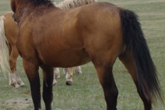 quirt left rearish 5-28-11