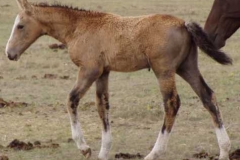 quirt left walkin 9906