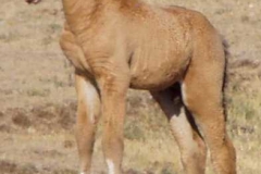 quirt lft frntish1 82706