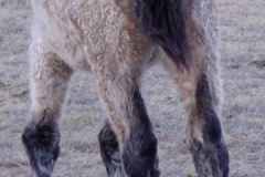 quirt rear walking away 111806