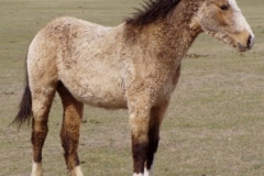 quirt rt alert1 42107