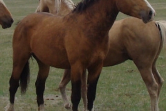 quirt rt frontish 5-28-11