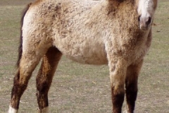 quirt rt posed 42107