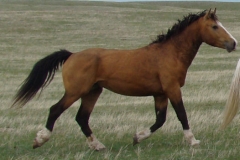 quirt rt trotting 5-218-11