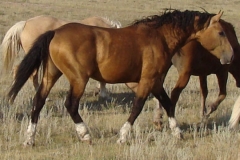 quirt rt walking ears up 9-10-11