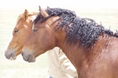 sed and kiowa heads 404