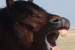 sed head yawning 9-20-14