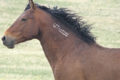 sed left head and neck 5-28-11