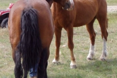 sed rear post break 404