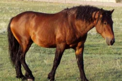 sed summer 2005 rt head on