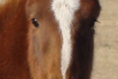 sophie face closeup 12-1-13 (2)