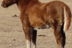 sophie left rearish 12-1-13