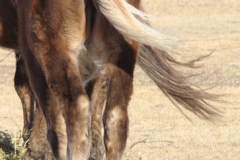 sophie rear 12-1-13