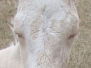 Bit-O-WY Sue
