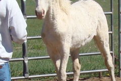 Sue walking in to be haltered 6-2-13