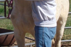 sue being haltered beginning 6-2-13