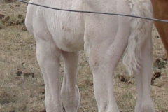 sue day 1 rear rtish 5-20-12