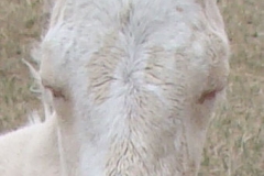 sue face closeup 5-20-12