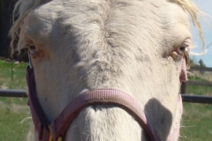 sue face closeup in halter 6-2-13