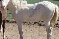 sue left eartips cutoff 6-2-13