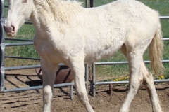 sue left frontish walking