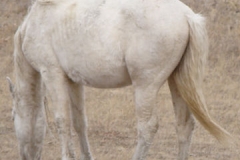 sue left rearish eating 11-22-014