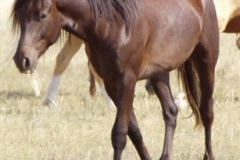 Tern left front walking