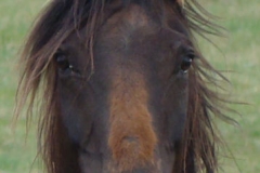 tern face closeup 5-28-11