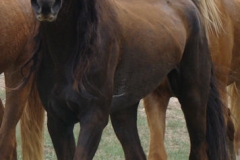 tern front leftish trotting in5-28-11
