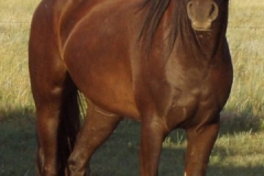 tern front rtish posed 71208