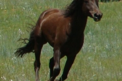 tern front rtish running 6-28-09