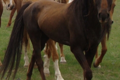 tern front rtish trotting in 1 5-28-11