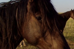 tern head closeup rt 71208