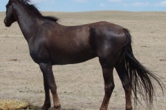 tern left looking away alert 5-27-12