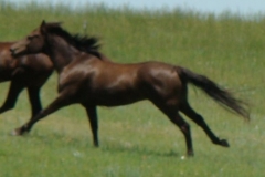 tern left running 6-28-09