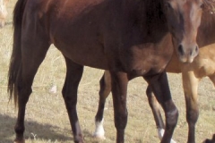 tern rt frontish walking 72107