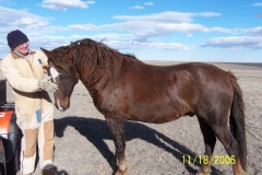Bit-O-Wy Ranch Horses