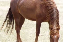 ollo left frontish 506