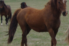 thor front rtish 5-28-11