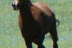 thor frontish running 6-28-09