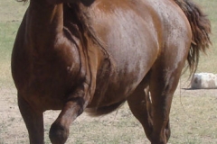 thor killer horse fake 6-28-13