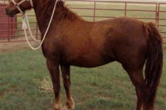 thor left posing with halter and lead 606