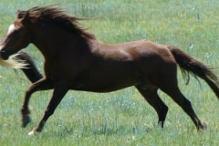 thor left running 6-28-09