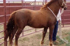 thor rt 1st ride prep 606