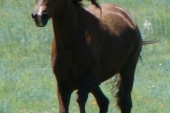 thor running front 6-28-09