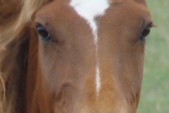 tuesday face closeup 5-28-11